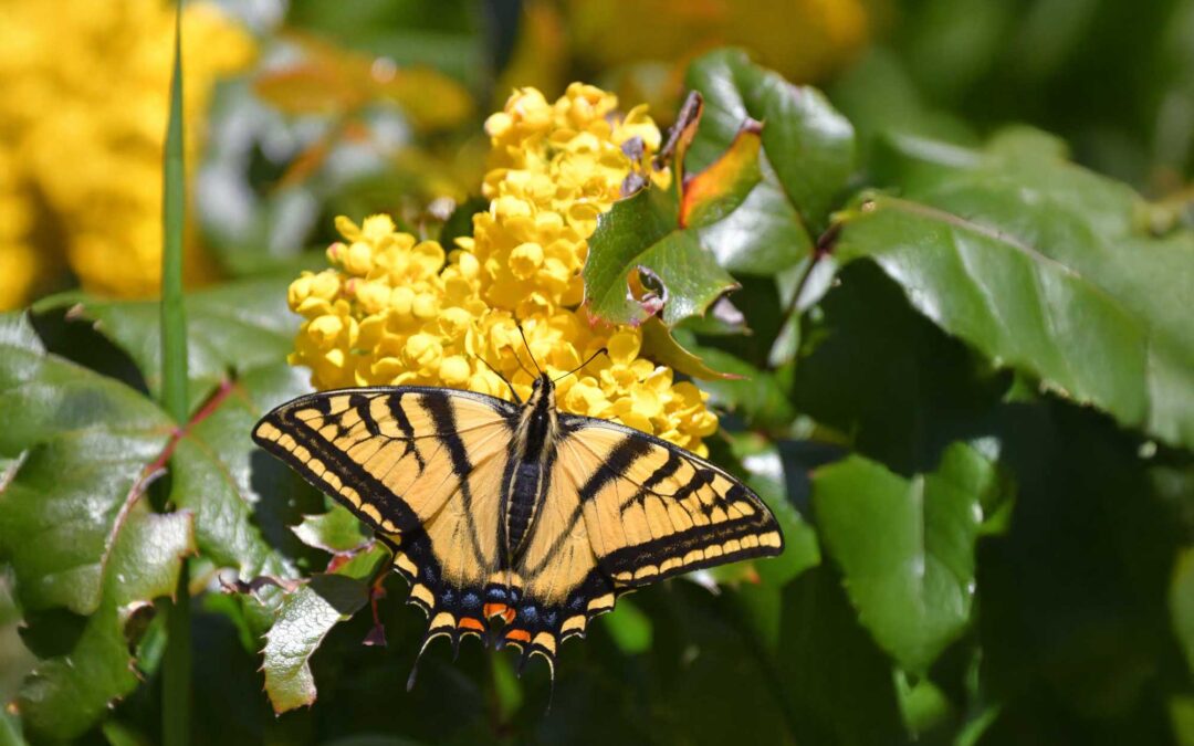 Animating Your World with Plants and Animals