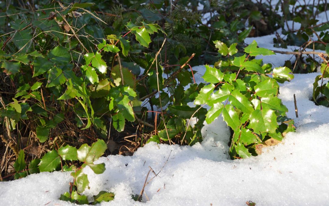 New Year News – January 2024